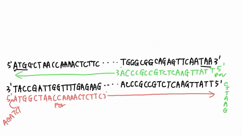 iii-dna-techniques-8pts-you-are-a-researcher-working-in-a-lab-that-studies-uncharacterized-mystery-proteins-you-have-identified-a-hypothetical-protein-in-the-genome-of-bacillus-subtilis-and-want-to-ex