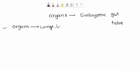 which-of-the-following-organs-is-not-derived-from-the-embryonic-gut-tube-a-lungs-b-liver-c-kidneys-d-pancreas-28125