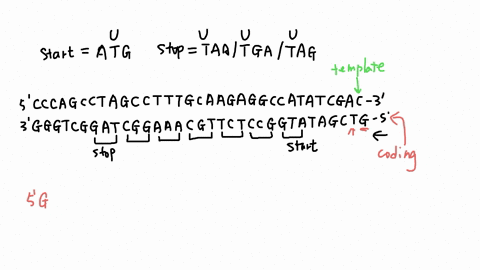the-following-segment-dna-encodes-polypeptide-containing-six-amino-acids-dna-triplets-encoding-the-translation-initiation-or-start-codon-and-stop-codon-are-included-in-the-sequence-cccagccta-22263