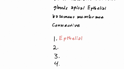 complete-the-following-sentences-describing-the-gereral-characteristics-of-epithelial-tissue-basal-neurons-nervous-glands-apical-epithclial-basement-membrane-connective-tissues-are-found-cov-51847