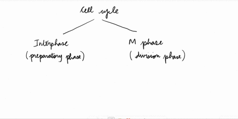 what-is-the-correct-order-of-these-phases-prophase-metaphase-anaphase-telophase-interphase-cytokinesis-64202