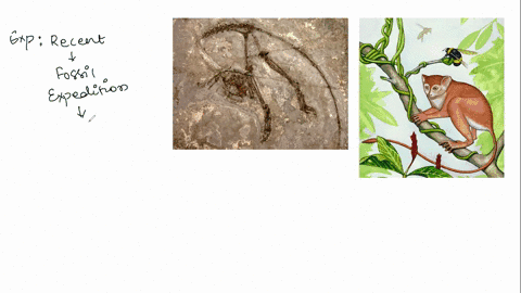 in-what-present-day-country-was-the-oldest-known-fossil-of-a-primate-found-20492