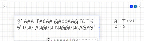a-strand-of-dna-in-the-original-sequence-below-undergoes-a-mutation-such-that-the-second-c-from-the-5-end-underlined-is-changed-to-a-t-the-mutant-dna-sequence-is-shown-below-the-original-wha-89793
