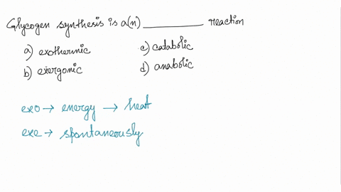 glycogen-synthesis-is-aln-reaction-exothermic-exergonic-catabolic-anabolic-16424
