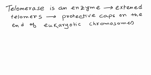 explain-how-telomerase-extends-telomeres-and-why-this-is-so-important-for-eukaryotic-organisms-50292