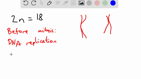 if-a-parent-cell-has-a-diploid-number-of-18-chromosomes-before-mitosis-how-many-chromosomes-will-t-2-93155