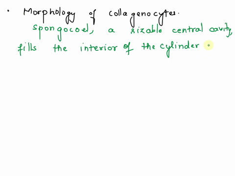 what-is-description-morphology-of-collagenocytes-61669