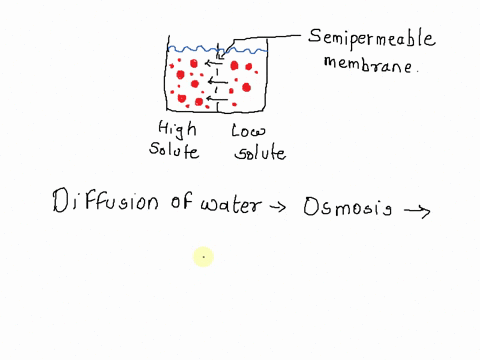 is-the-diffusion-of-water-molecules-toward-areas-wlth-high-solute-concentratlon-hypertonic-63503