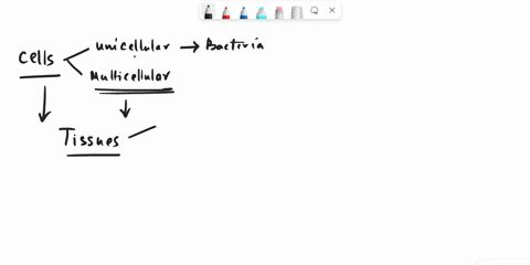which-of-the-following-is-a-major-tissue-type-in-the-body-a-epithelial-b-connective-c-muscle-d-all-of-the-above-91385