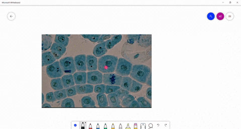 how-many-cells-are-in-mitosis-and-interphase