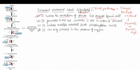 6-which-of-the-following-statements-about-glycolysis-is-incorrect-a-glycolysis-involves-the-breakdown-of-glucose-into-pyruvate-true-b-glycolysis-generates-4-atp-but-consumes-2-atp-in-order-t-47483