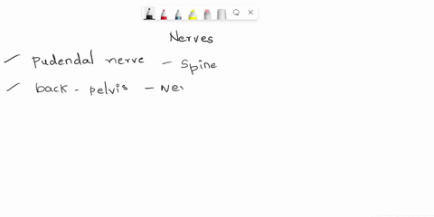 -drag-each-label-into-the-appropriate-category-to-identify-from-which-plexus-the-given-nerve-emerges-pudendal-ulnar-nerve-femoral-nerve-sciatic-nerve-phrenic-nerve-pudendalnerve-radial-nerve-25949