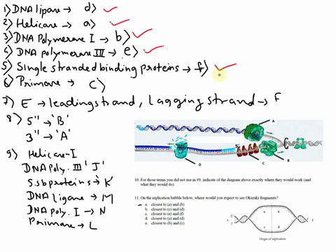 extra-practice-dna-replication-review-jlichnng-for-each-of-the-molecules-listed-choose-the-desctiption-that-best-desctibes-its-funetion-i-dna-replication-moleculei-euncton-dna-ligase-uwids-t-88115