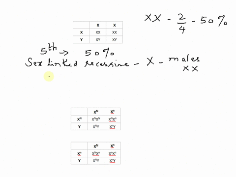 complete-a-punnett-square-for-the-cross-between-a-human-female-xx-and-a-human-male-xy-what-is-the-chance-that-the-parents-will-have-a-girl-if-the-same-parents-have-four-boys-what-is-the-prob-46943