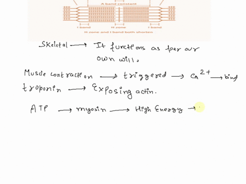 when-skeletal-muscle-contracts-an-arrangement-of-the-alternating-light-and-dark-bands-traversing-each-skeletal-muscle-cell-changes-which-of-the-following-statements-is-not-correct-select-one-54792