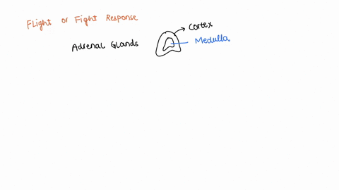 which-endocrine-glands-produce-hormones-that-work-with-the-sympathetic-nervous-system-and-cause-the-fight-or-flight-response-95208