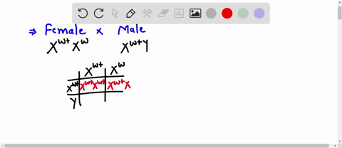 you-conduct-the-following-cross-using-red-eyed-white-eyed-mutant-drosophila-pxwtixwxxwtn-what-genotypic-and-phenotypic-proportions-do-you-expect-in-the-f1-b-the-female-flies-in-the-f1-may-be-40657
