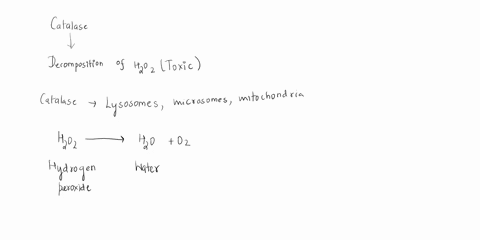what-type-of-bacteria-contains-catalase-and-why-what-type-of-bacteria-does-not-contain-catalase-and-why-04952