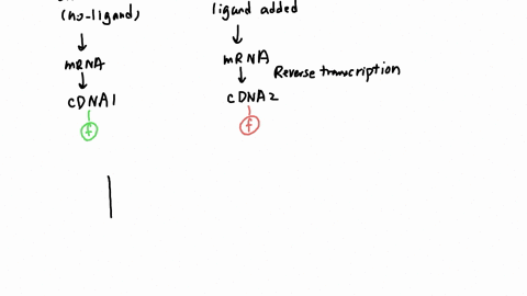 you-have-just-completed-a-microarray-analysis-to-determine-which-genes-are-expressed-downstream-of-a-receptor-x-you-divide-a-population-of-cells-in-two-you-add-ligand-to-half-the-population-31251