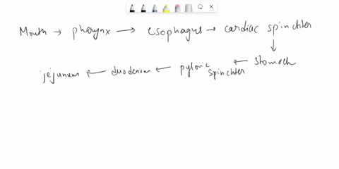 put-the-following-terms-in-the-order-that-food-passes-through-them-duodenumascending-colon-pharynxanus-jejunum-cardiac-sphincterdescending-colon-pyloric-sphinctermouthileumrectum-transverse-01455