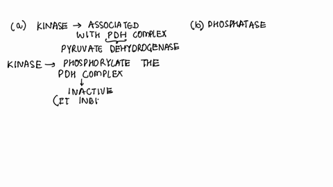 a-predict-the-effect-of-a-mutation-that-enhances-the-activity-of-the-kinase-associated-with-the-pdh-complex-b-predict-the-effect-of-a-mutation-that-reduces-the-activity-of-the-phosphatase-as-99346