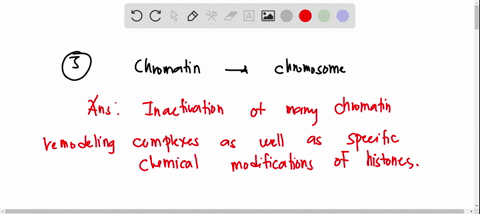 during-mitosis-chromatin-is-highly-condensed-this-tightly-packed-structure-is-maintained-by-inhibition-of-dna-replication-and-gene-transcription-increasing-the-number-ofhistone-proteins-in-n-94697