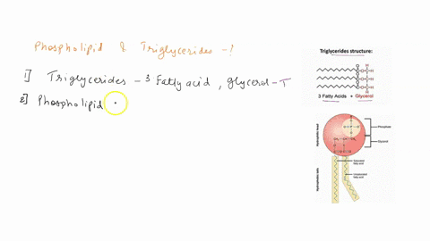 q3-explain-how-natural-killer-nk-cells-can-specifically-recognize-virally-infected-cells-and-how-does-it-induce-cell-death-of-target-cells-note-the-scenario-is-similar-to-tumor-cells-targete-30887