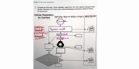s-assignment-4-biol-2035-amos-hapter-5-microbial-metabolism-complete-the-flow-chart-terms_-cytoplasm-acetyl-coa-coz-coz-electron-transport-chain-glucose-glycolysis-ho-krebs-cycle-mitochondri-77177