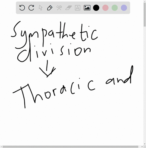 the-sympathetic-division-originates-in-what-area-andsegments-of-the-spinal-cord-88415