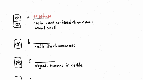phase-nuclei-still-show-some-condensed-chromosomes-overall-stall-sized-nuclei-phase-you-can-start-to-see-the-noodle-like-chromosomes-phase-aligned-nucleus-not-visible-phase-can-see-spots-in-81402