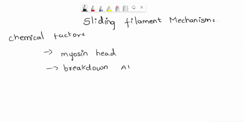 explain-the-chemical-and-mechanical-factors-involved-in-sliding-filament-mechanism-skeletal-muscle-contraction-09786