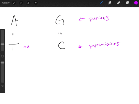 if-30-of-an-organisms-dna-is-thymine-then-a-70-is-purine-b-20-is-guanine-c-30-is-adenine-d-70-is-pyrimidine-e-both-b-and-c-are-correct-2