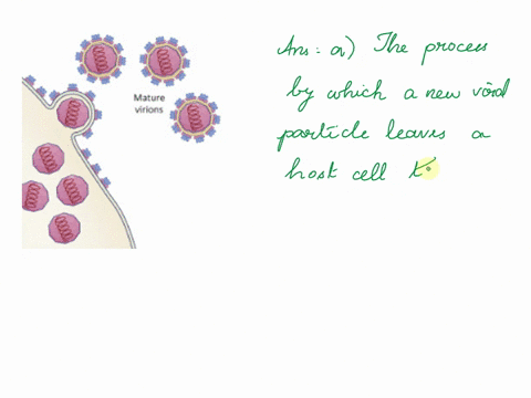 viral-envelopes-can-only-be-acquired-obtained-by-viruses-that-infect-bacterial-cells-animal-cells-plant-cells-fungal-cells-viral-envelopes-have-proteins-from-the-host-cell-membrane-embedded-53528