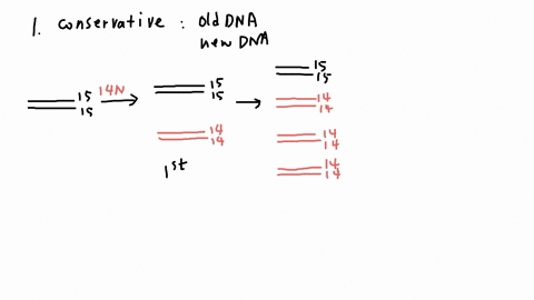 if-in-the-meselson-stahl-experiment-after-one-round-of-replication-and-equilibrium-density-gradient-centrifugation-light-and-heavy-bands-were-observed-equal-proportions-after-two-rounds-of-r-06202