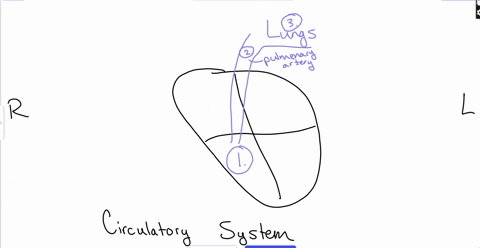 draw-a-diagram-of-your-circulatory-model-use-the-terms-left-side-of-the-heart-right-side-of-the-heart-lungs-and-body-reference-the-lab-introduction-to-label-your-drawing-use-arrows-to-label-63603