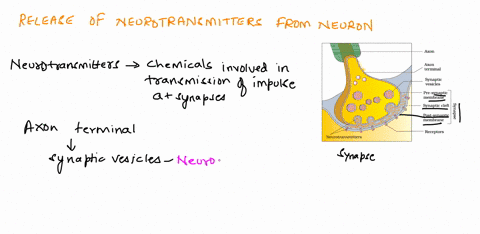 question-4-which-statement-best-describes-how-neurotransmitter-is-released-from-a-neuron-nachannels-open-and-neurotransmitter-diffuses-outof-the-neuron-through-the-open-channels-ca-channels-22076