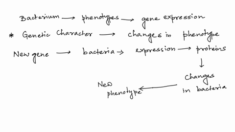 give-a-specific-example-of-how-the-introduction-of-a-gene-into-a-bacterium-can-change-the-phenotype-of-the-bacterium-also-explain-the-specific-role-of-the-protein-expressed-by-the-gene-in-ch-32264