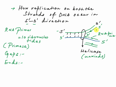 how-can-dna-replication-proceed-in-the-5-3-direction-when-the-strands-are-antiparallel-03448