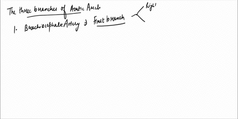 list-order-vessels-worksheet-ihe-inree-branches-bra-ofi-ihe-aorlic-arch-chiogphlic-trunk-left-commron-cnohal-gn-jery-lft-sldavian-hry-afer-passing-the-first-rib-te-auillan-subclavian-anery-b-51102