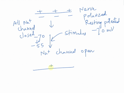 question-5-1-point-a-stimulus-will-cause-sodium-ion-channels-to-move-into-the-neuron-eventually-the-inside-of-the-cell-will-become-positive-and-an-action-potential-is-now-triggered-true-fals-24086