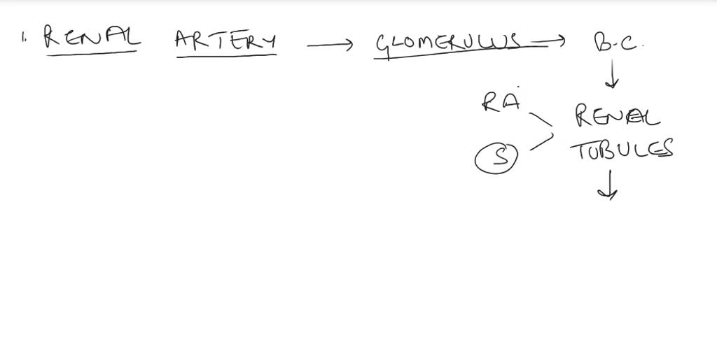 SOLVED: Order the following kidney structures to show the path of urine ...