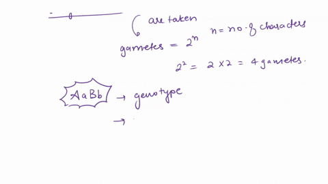 you-have-observed-a-cell-undergoing-meiosis-the-cell-is-derived-from-a-dihybrid-individual-of-genotype-aabb-what-is-the-phenotype-of-this-individual-describe-the-possible-gametes-that-could-99173