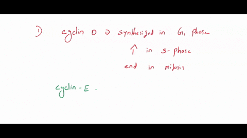 jin-human-cells-four-different-cyclins-drive-the-cell-cycle-see-picture-please-note-that-the-cyclins-overlap-the-picture-shows-the-concentration-of-each-cyclin-protein-in-the-cytoplasm-write-20785