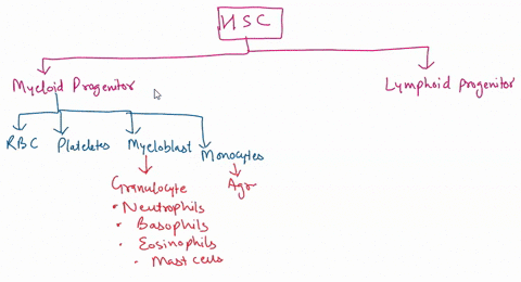 2-immune-cell-types-of-myeloid-progenitor-line-a-basophil-b-eosinophil-c-plasma-cells-d-monocytes-e-macrophages-f-all-of-the-above-3-immune-cell-types-of-lymphoid-progenitor-line-a-neutrophi-80525