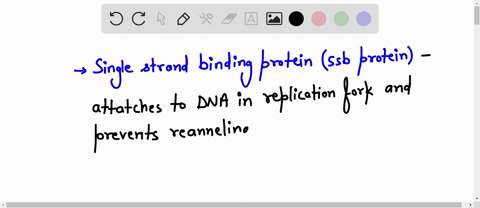 after-the-dna-is-unwound-what-protein-keeps-the-strands-from-reannealing-question-options-dna-primase-sliding-clamp-helicase-ssb-protein-10915
