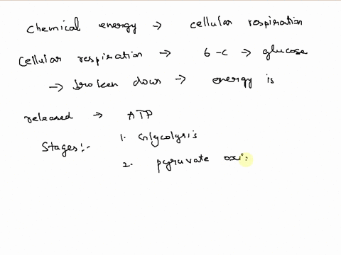 during-cellular-respiration-most-of-the-chemical-energy-is-released-as-thermal-energy-transferred-to-electron-carriers-like-nad-and-fadh-used-directly-to-power-atp-synthase-stored-as-glucose-75576