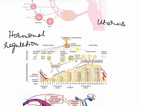 describe-anatomical-and-physiological-changes-that-occur-at-the-gross-and-histological-levels-during-pregnancy-and-postpartum-in-the-mother-and-developing-human-during-the-following-stages-f-52682