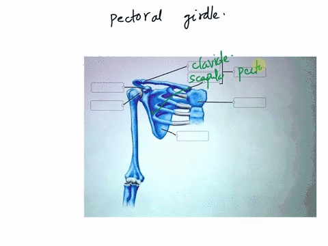 label-the-structures-of-the-pectoral-girdle-and-surrounding-bones-manubrium-coracoid-procass-rib-acromialend-head-of-humerus-acromion-process-scapula-clavicle-siarnalend-xiphoid-process-43885
