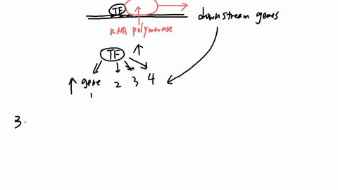 transcription-review-question-we-will-start-this-section-by-looking-at-how-transcription-occurs-but-it-is-also-important-to-understand-whk-it-occurs-what-is-the-final-product-of-transcriptio-98717