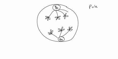 the-cellinthe-image-bove-currently-in-melosis-prophase-melosis-anaphase-meiosis-anaphase-mirosis-metaphase-mitosis-prophase-melosis-teloohase-68026